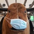 Mechanical Bull at Rdu Sends a Message to Mask-up