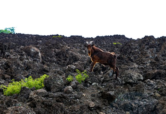 SAY HELLO TO THE WILD GOATS OF HAWAII