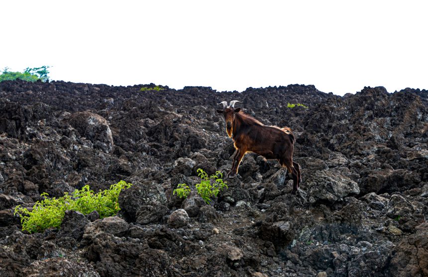 SAY HELLO TO THE WILD GOATS OF HAWAII SAY HELLO TO THE WILD GOATS OF HAWAII