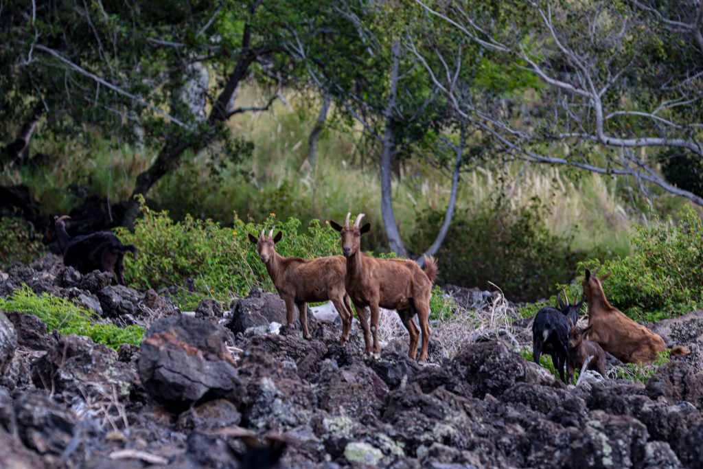 SAY HELLO TO THE WILD GOATS OF HAWAII