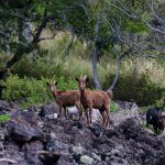 SAY HELLO TO THE WILD GOATS OF HAWAII