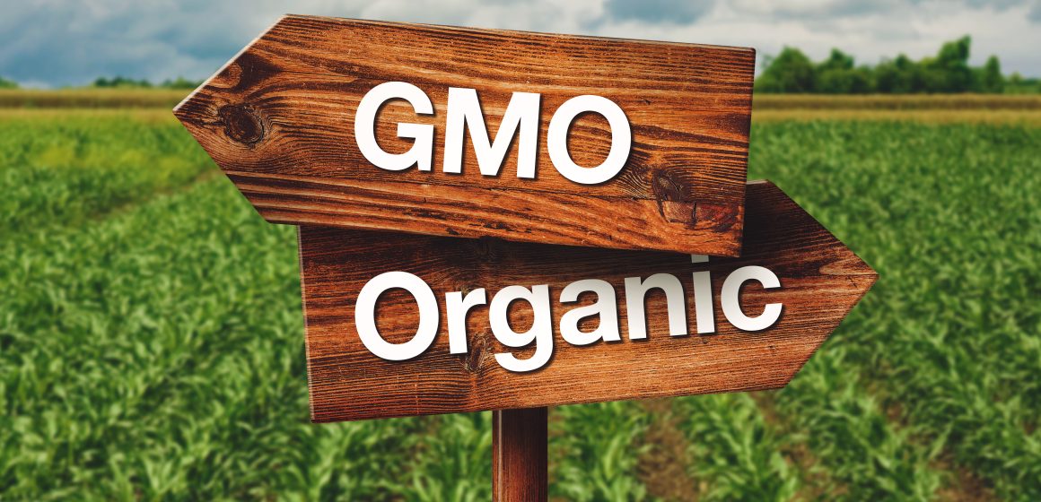 Kenya’s High Court Orders Halt of GMO Importation and Distribution Amid Raging Debate as Scientists Fight Disinformation Kenya’s High Court Orders Halt of GMO Importation and Distribution Amid Raging Debate as Scientists Fight Disinformation
