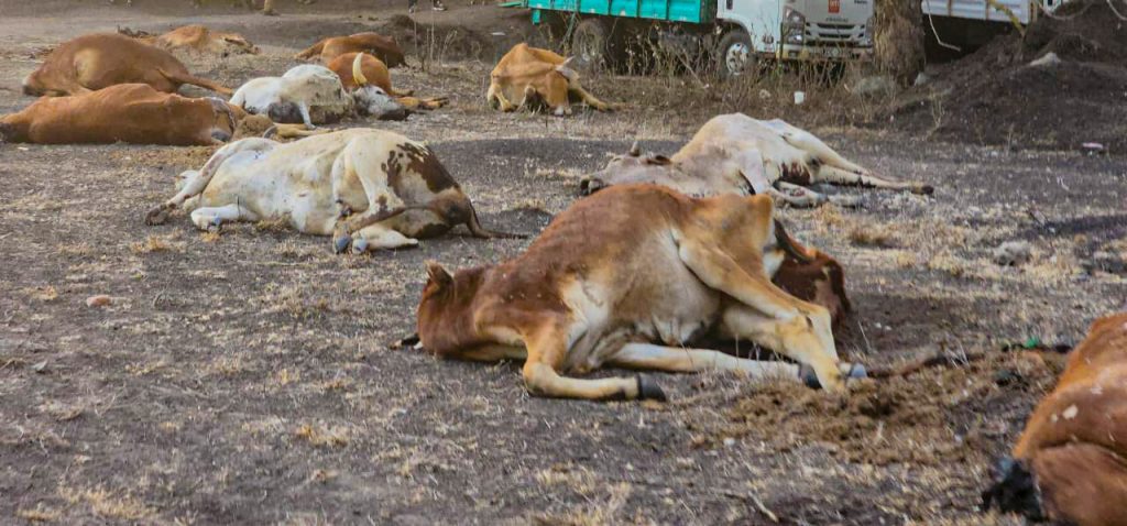 Cows Dead From Drought