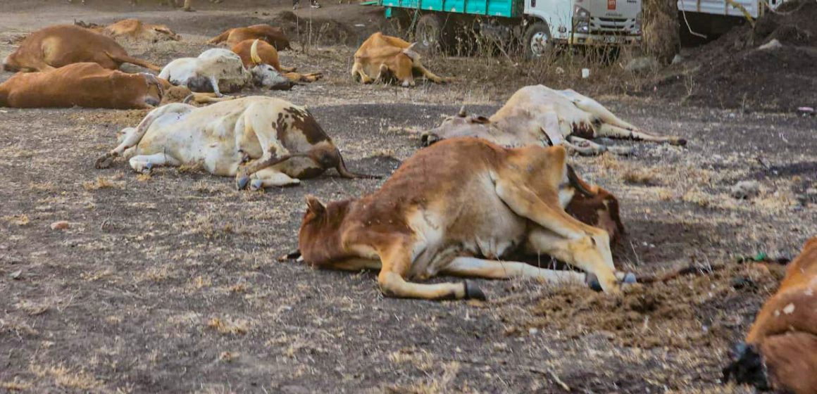 KENYA SHOULD USE THE CONVERGENCE OF GREEN AND BLUE ECONOMY TO COMBAT DROUGHT