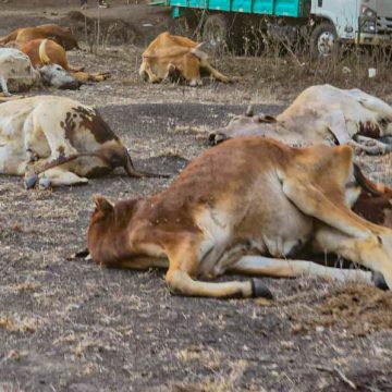 KENYA SHOULD USE THE CONVERGENCE OF GREEN AND BLUE ECONOMY TO COMBAT DROUGHT